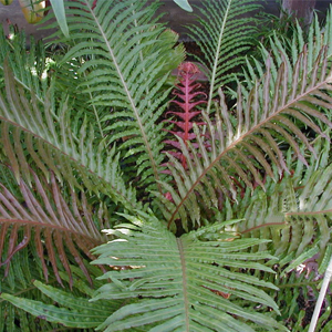 Blechnum  brasiliense